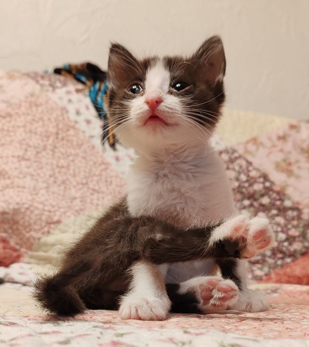 Котята 2 мес, мальчики и девочки