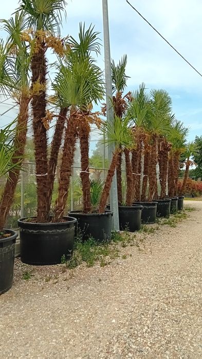 Amenajari spații verzi