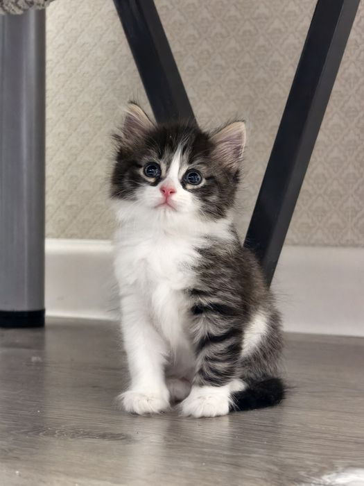 Котенок девочка бесплатно