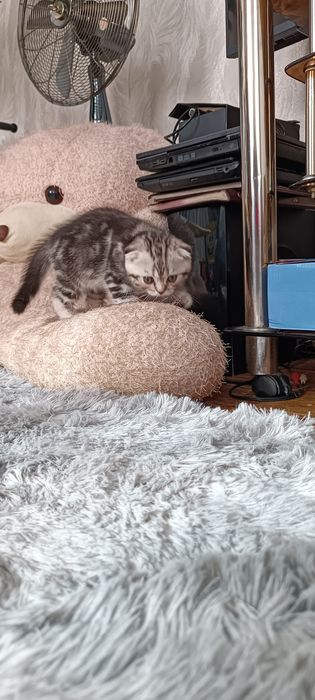 Шотландский котенок