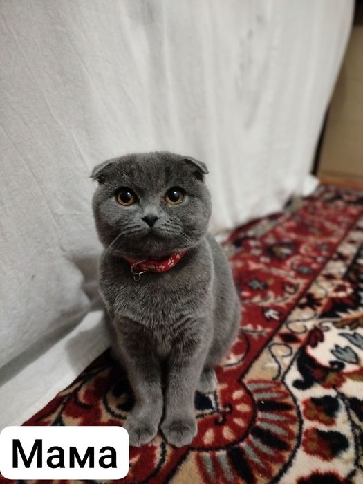 Скоттиш-фоолд скоттиш-страйт вислоухие