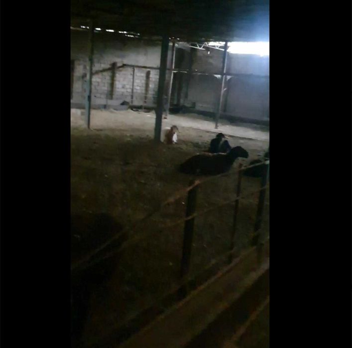 продается Ферма  для скотоводство в пос. Джалаир. Город Чирчик.