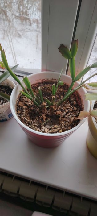 Гүл бар декабрь ски