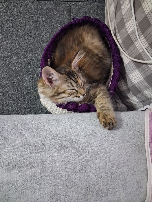 Котёнок девочка в добрые ответственные руки