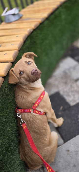 Пристраивается в добрые ручки