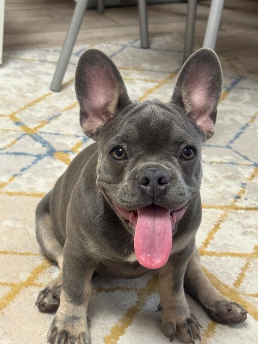 Французкий бульдог