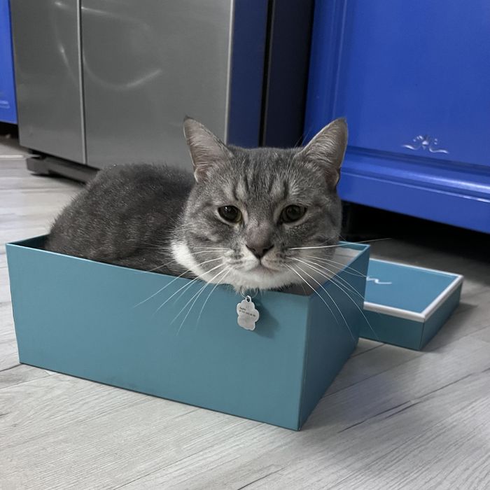 Отдам кота в очень добрые руки