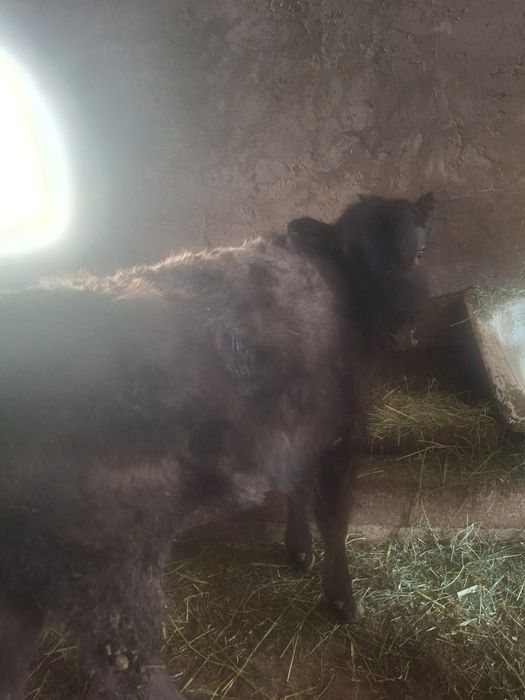 Продается бычок отличный и телка хорошая