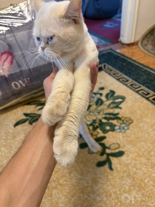 Продается кот британец+экзот