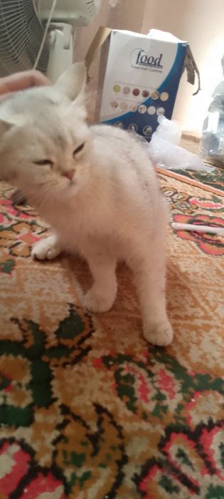 Serebrist shinshila qiz sotiladi