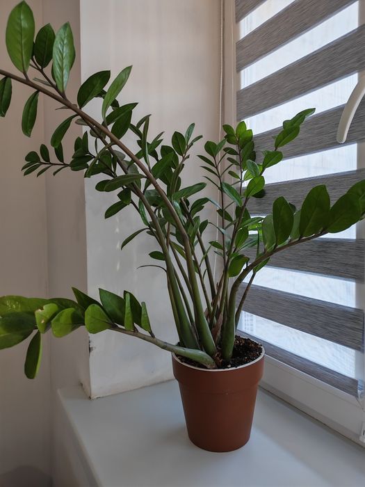 Комнатные цветы, цены от 2000