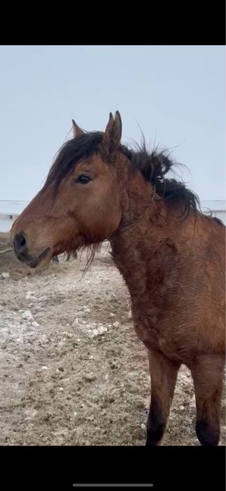 Продам жеребца. Айгыр сатылады.