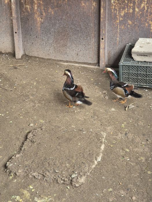 Утки Мандоринки.