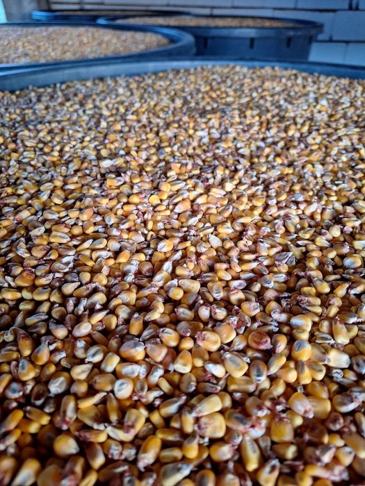 Vând porumb boabe