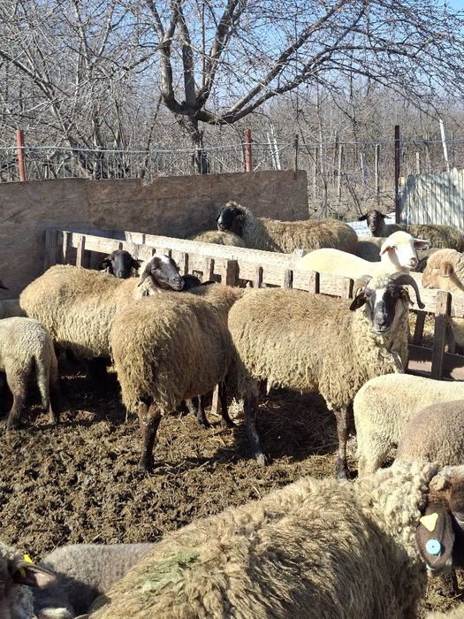 Vand oi bucalai  tinere