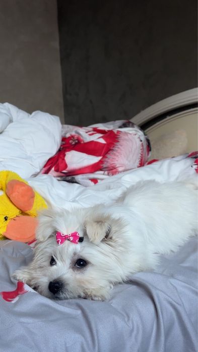 Vând  câine bichon