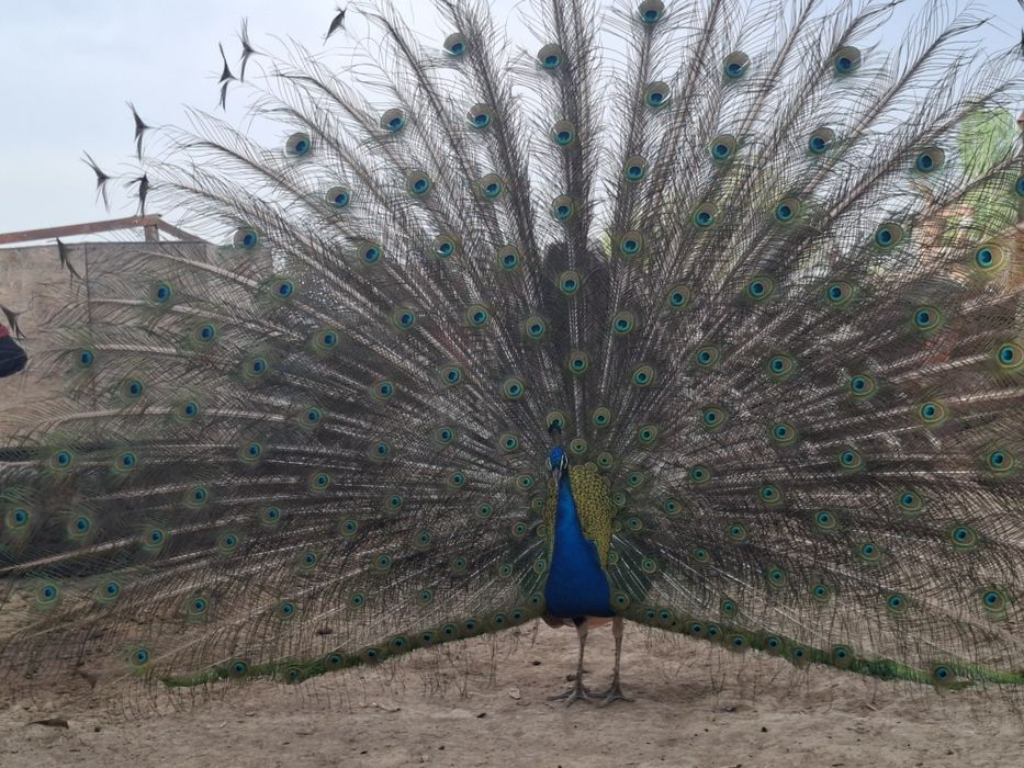 Павлинны общий 8 шт