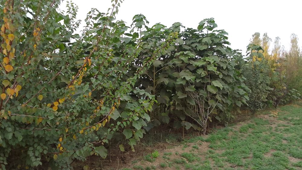 Palonya daraxt kochati