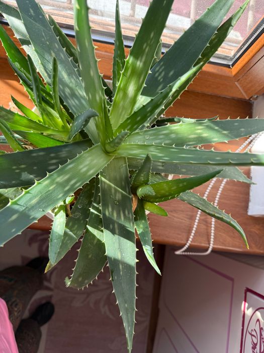 Продаю Алоэ вера