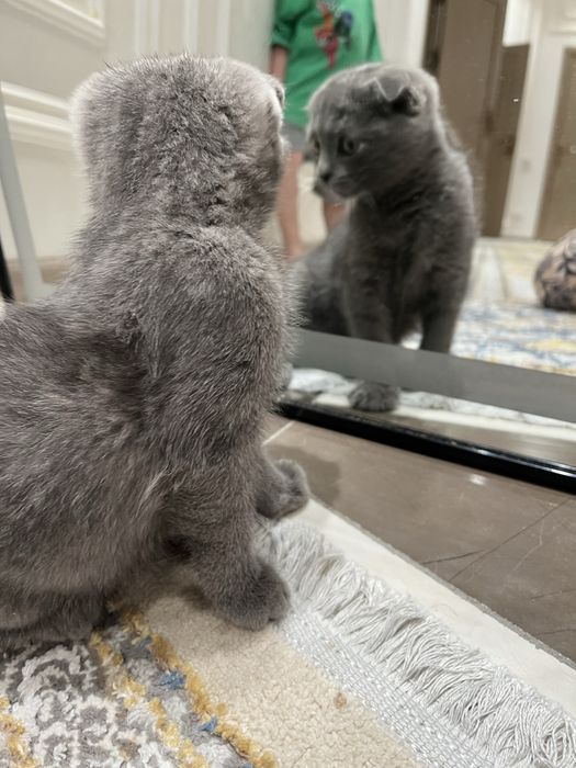 Продается скотиш фолд