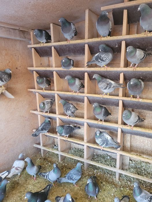 Porumbei voiajori / postari