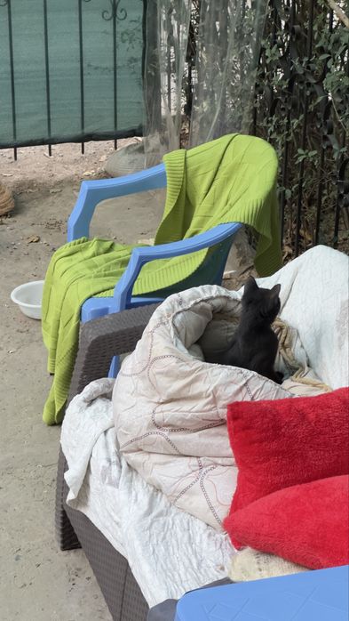 Котенок  девочка