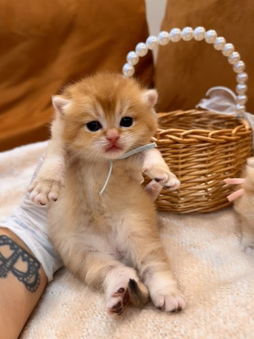 Котята британские золотые шиншиллы