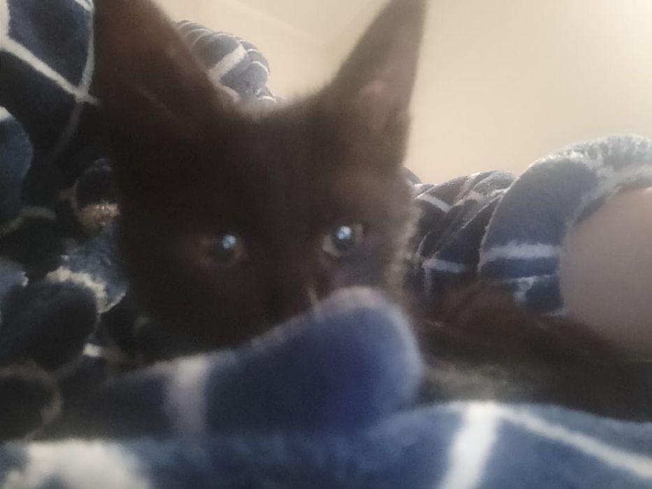 Котенок девочка ищет дом