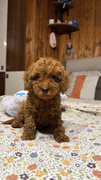 Pudel mini toy de vanzare