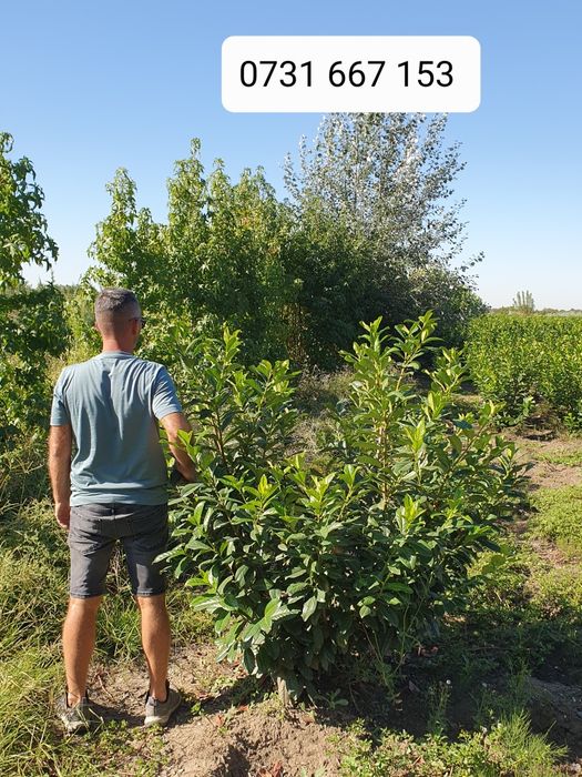 Leylandii chiparos laur englezesc Photinia Red Robin