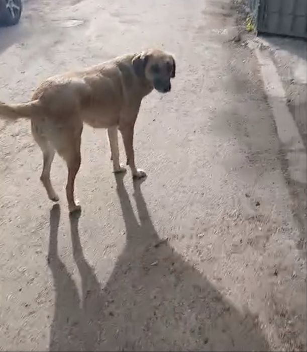 Собака срочно ищет дом