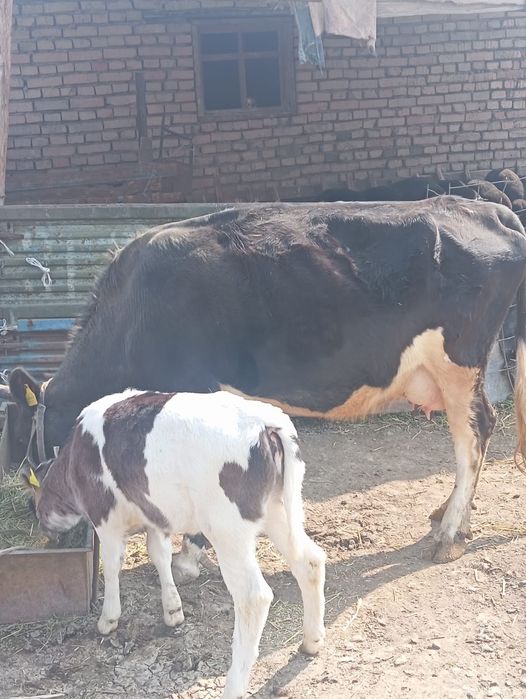 Сиыр бузауымен сатылады