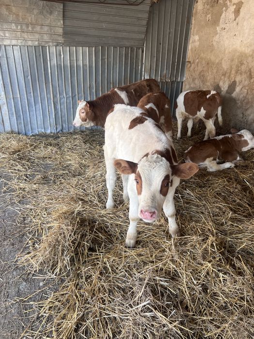 Vand vitei belga, baltata romaneasca