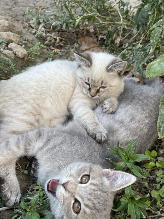 Отдам даром котят в хорошие руки