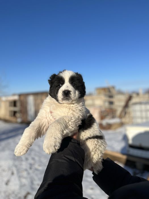 Щенок Алабая продается