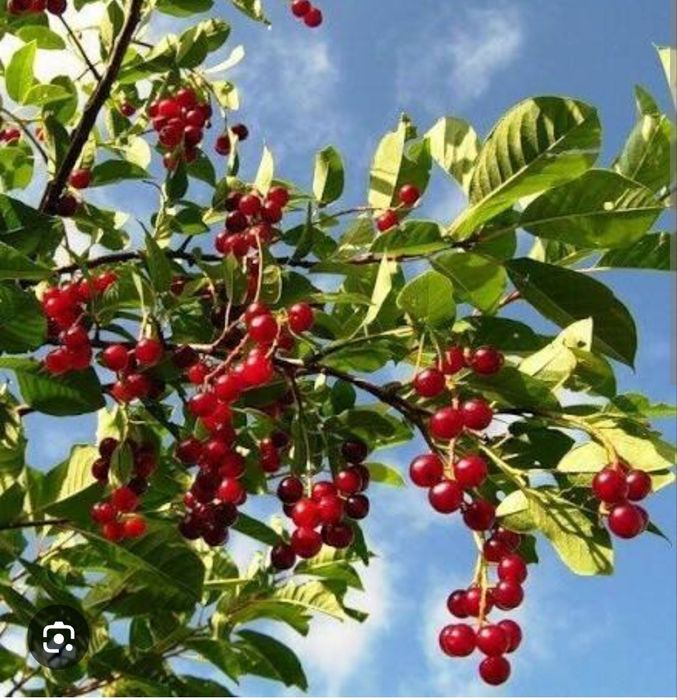 Саженцы красной черемухи