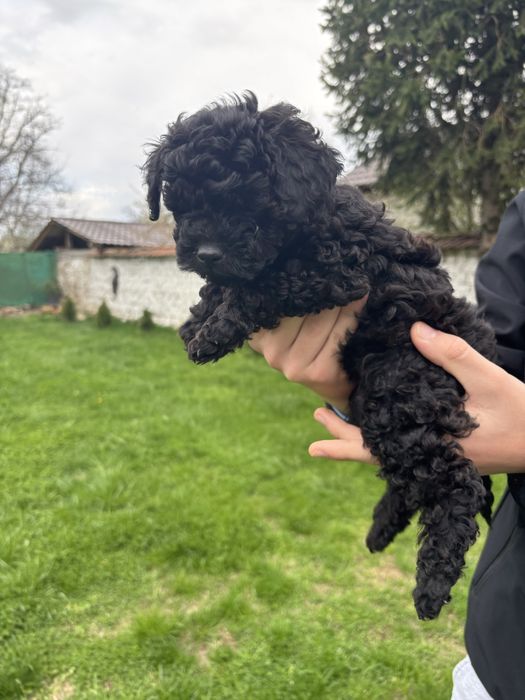 Продават се момче и момиче пуделчета на 55 днн с първа ваксина