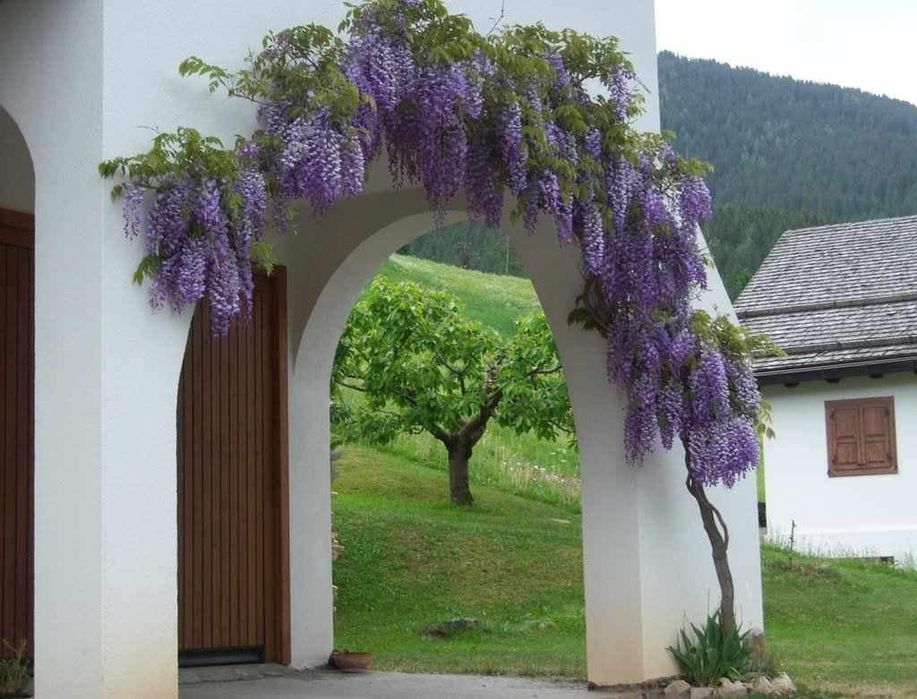 Wisteria la ghiveci -Scenă de început cu o poartă de grădină din fier