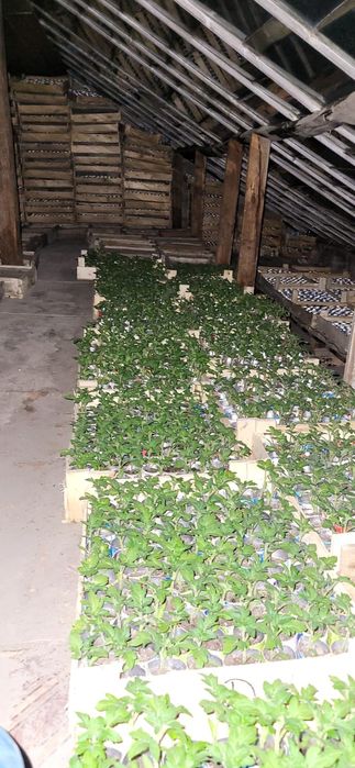 Продаётся рассада