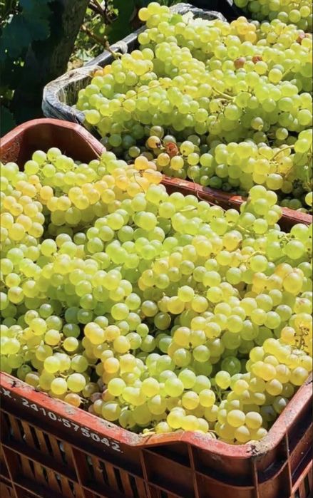 Vand struguri de vin recolta 2026 asigur transport in toata tara pentru comenzi sunati la nr 0766573939