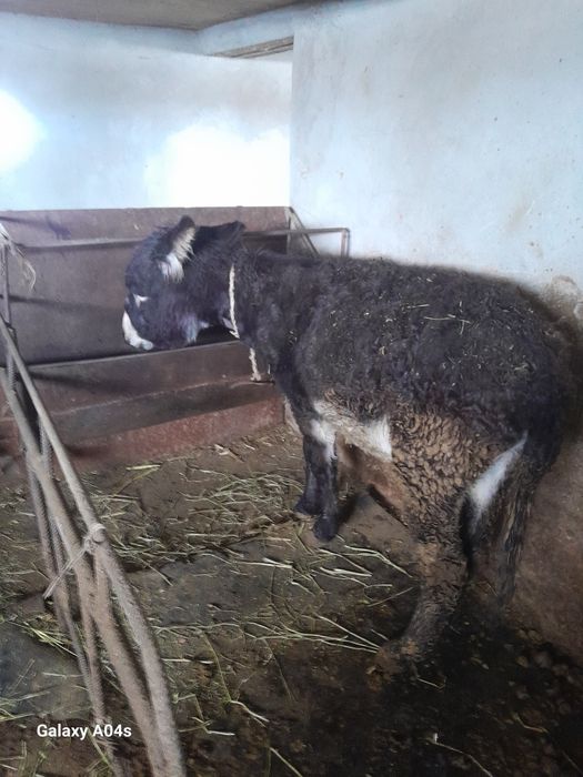 Продам ишака 2 года