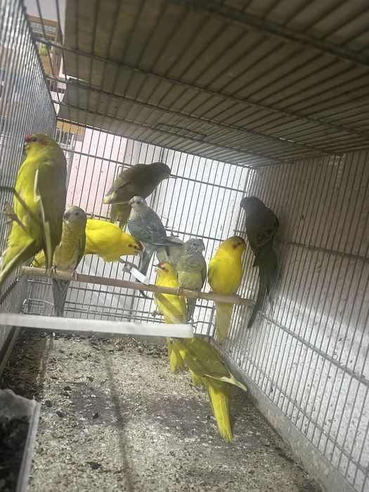 Kakariki si cantatori