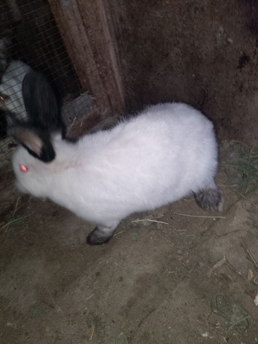 Калифорнийа куйонлар сотилади kaliforniya zotli quyon sotiladi