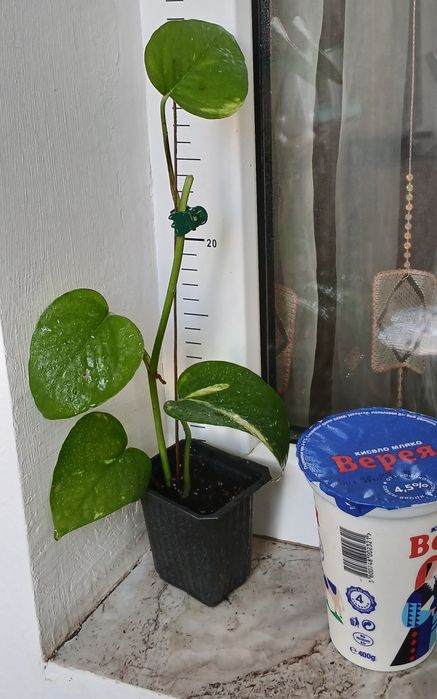 Дяволски бръшлян/епипремнум/ Цвете на парите