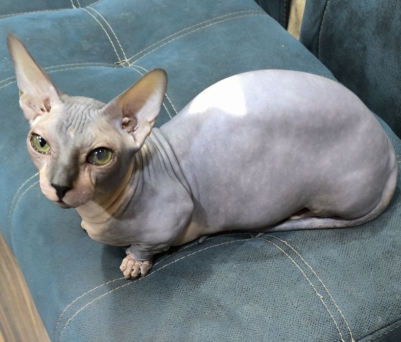 Продаются девочки бамбино шорт. И один мальчик