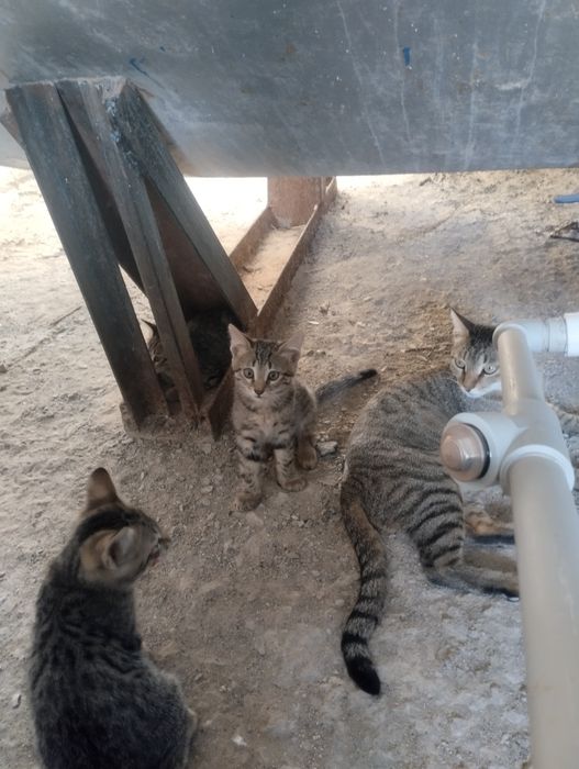 Продаётся котёнок