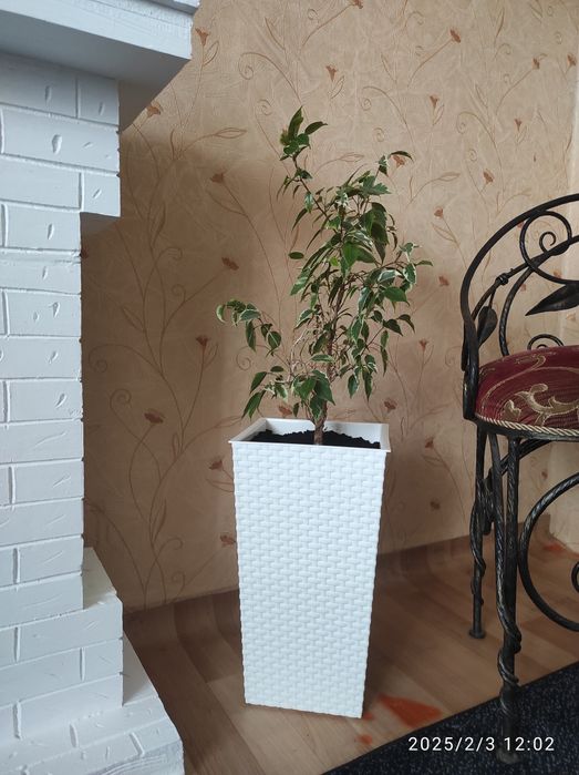 Фикус Бенджамина в напольном кашпо