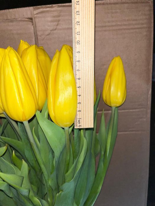 Тюльпаны Петропавловск оптом и розница