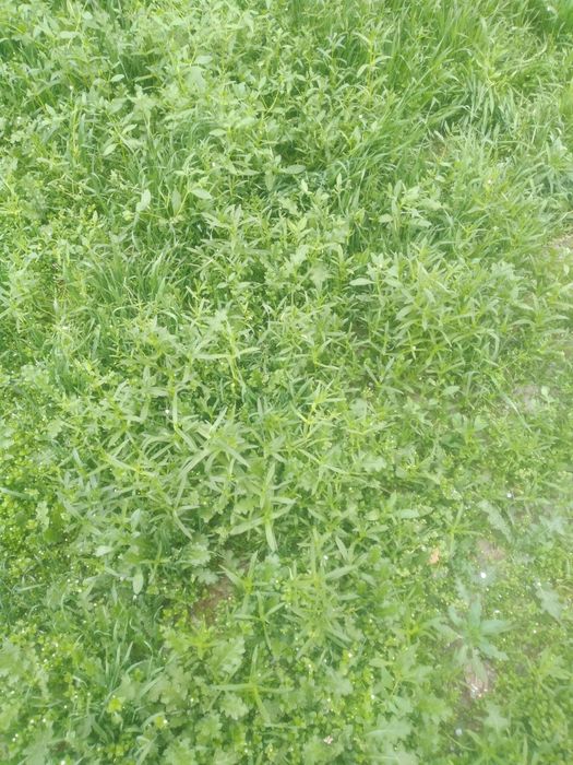 6 сотих ер фасад 20/30 Ёки домга ОБМЕН.