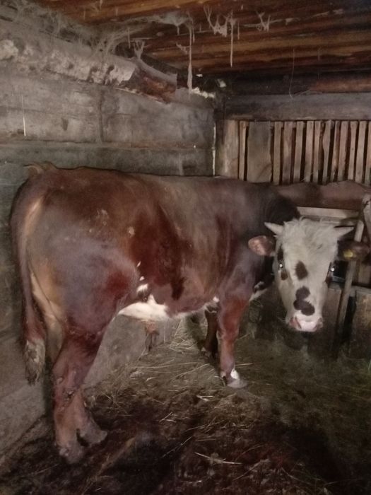 Продам быка один год